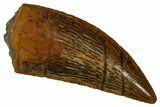 Serrated Raptor Tooth - Real Dinosaur Tooth #353377-1